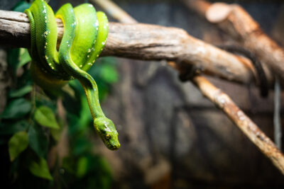 Agrandir l'image 3 sur 4, fenêtre modale