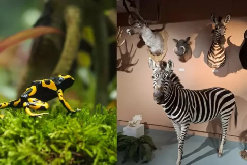 Agrandir l'image, fenêtre modale