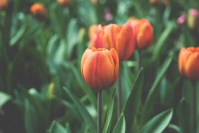 Agrandir l'image 5 sur 6, fenêtre modale