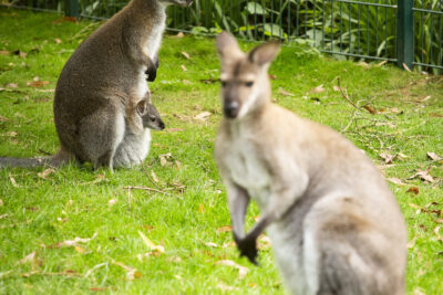 Agrandir l'image 7 sur 10, fenêtre modale