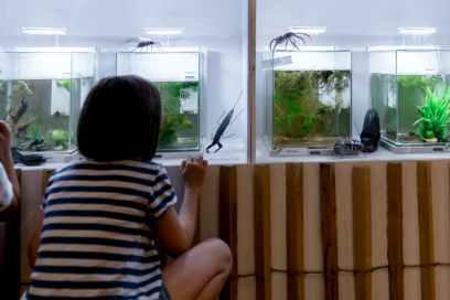 Agrandir l'image, fenêtre modale