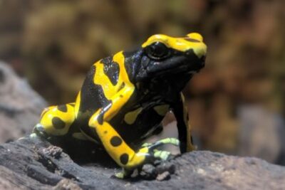 Agrandir l'image 1 sur 8, fenêtre modale