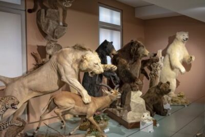 Agrandir l'image 1 sur 4, fenêtre modale