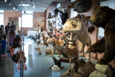 Agrandir l'image 2 sur 4, fenêtre modale