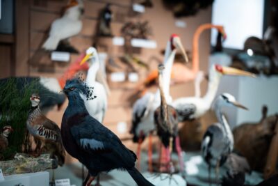 Agrandir l'image 3 sur 4, fenêtre modale