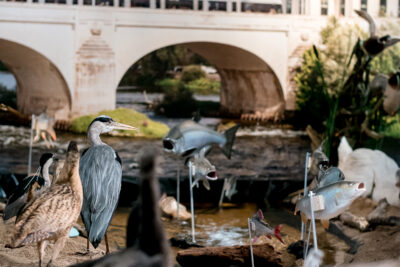 Agrandir l'image 8 sur 11, fenêtre modale