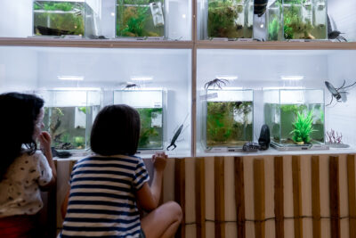 Agrandir l'image 7 sur 11, fenêtre modale