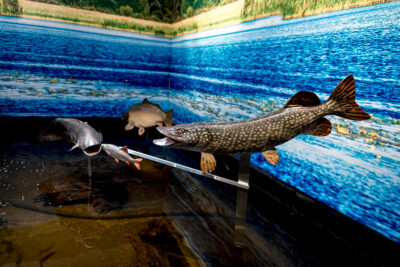 Agrandir l'image 4 sur 11, fenêtre modale