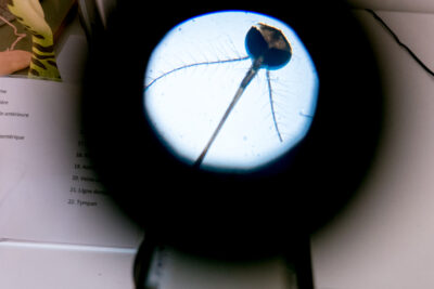 Agrandir l'image 10 sur 11, fenêtre modale