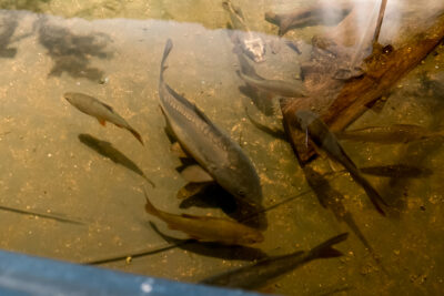 Agrandir l'image 6 sur 11, fenêtre modale