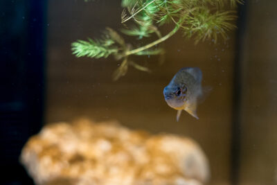 Agrandir l'image 9 sur 11, fenêtre modale