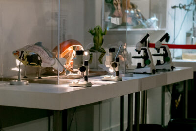 Agrandir l'image 5 sur 11, fenêtre modale