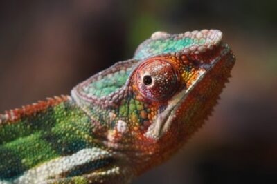 Agrandir l'image 2 sur 8, fenêtre modale