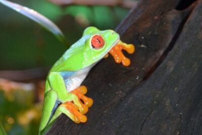 Agrandir l'image 3 sur 8, fenêtre modale