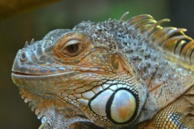 Agrandir l'image 4 sur 8, fenêtre modale