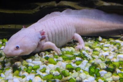 Agrandir l'image 5 sur 8, fenêtre modale