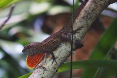 Agrandir l'image 7 sur 8, fenêtre modale