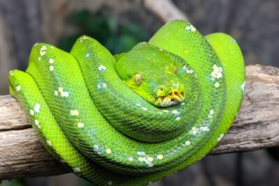 Agrandir l'image 8 sur 8, fenêtre modale