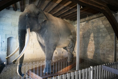 Agrandir l'image 1 sur 7, fenêtre modale