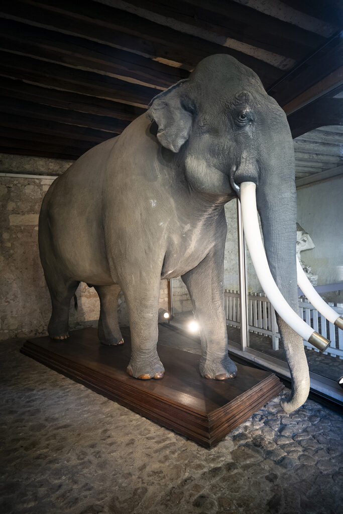 Agrandir l'image, fenêtre modale