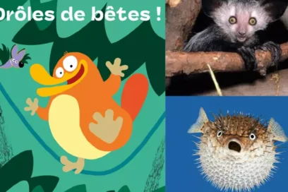 Agrandir l'image, fenêtre modale