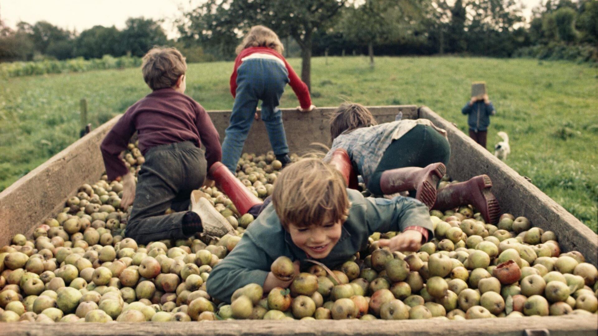 Cette photo couleur montre un paysage rurale. 4 enfants en premier plan jouent dans un bac rempli de pommes.