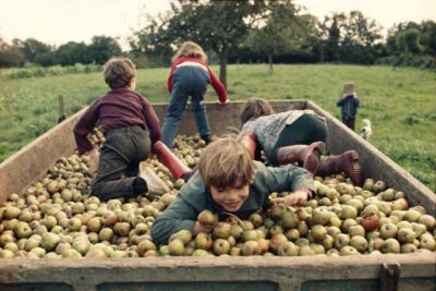 Cette photo couleur montre un paysage rurale. 4 enfants en premier plan jouent dans un bac rempli de pommes. - Enlarge image 13 on 20, modal window