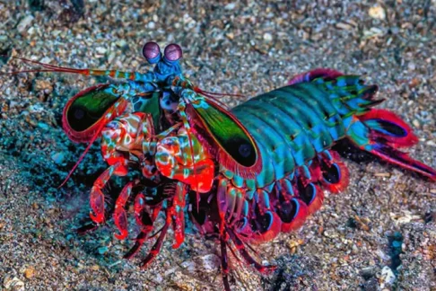 Agrandir l'image, fenêtre modale